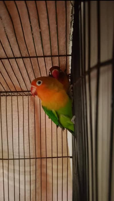 love birds with cage , full active pair
