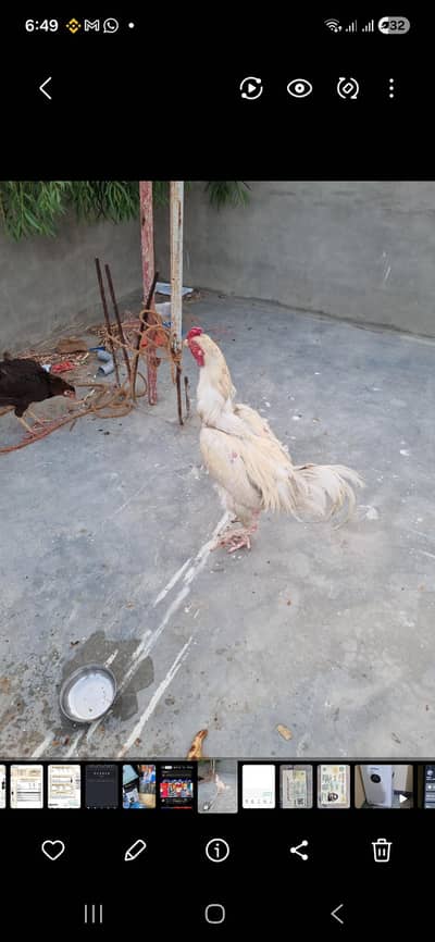 Shamo 5 checks and mother for sale