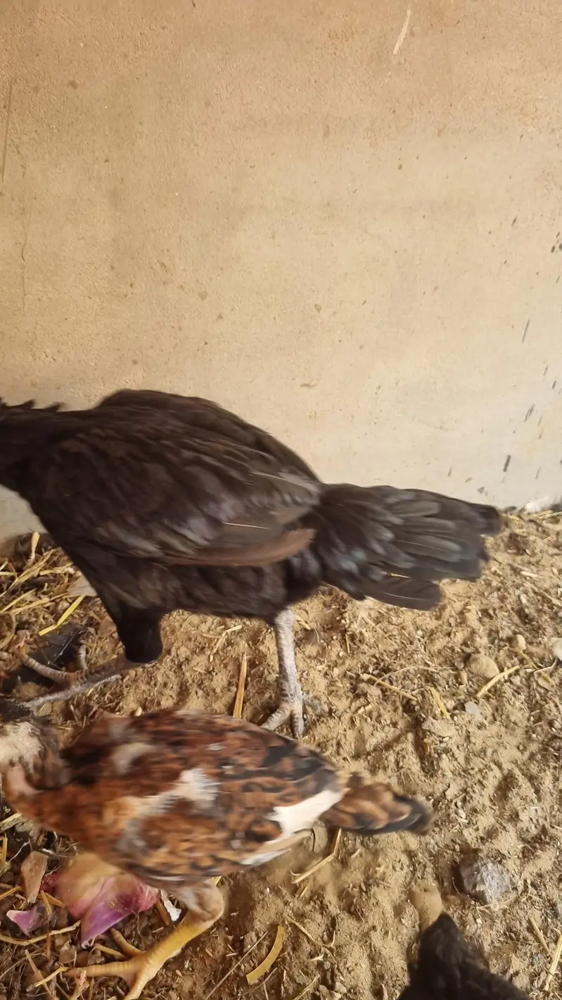 Shamo 5 checks and mother for sale — photo 2