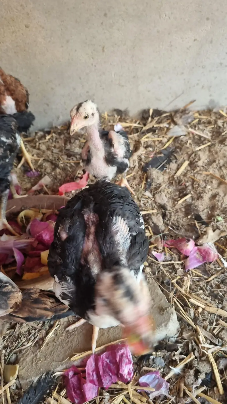 Shamo 5 checks and mother for sale — photo 3