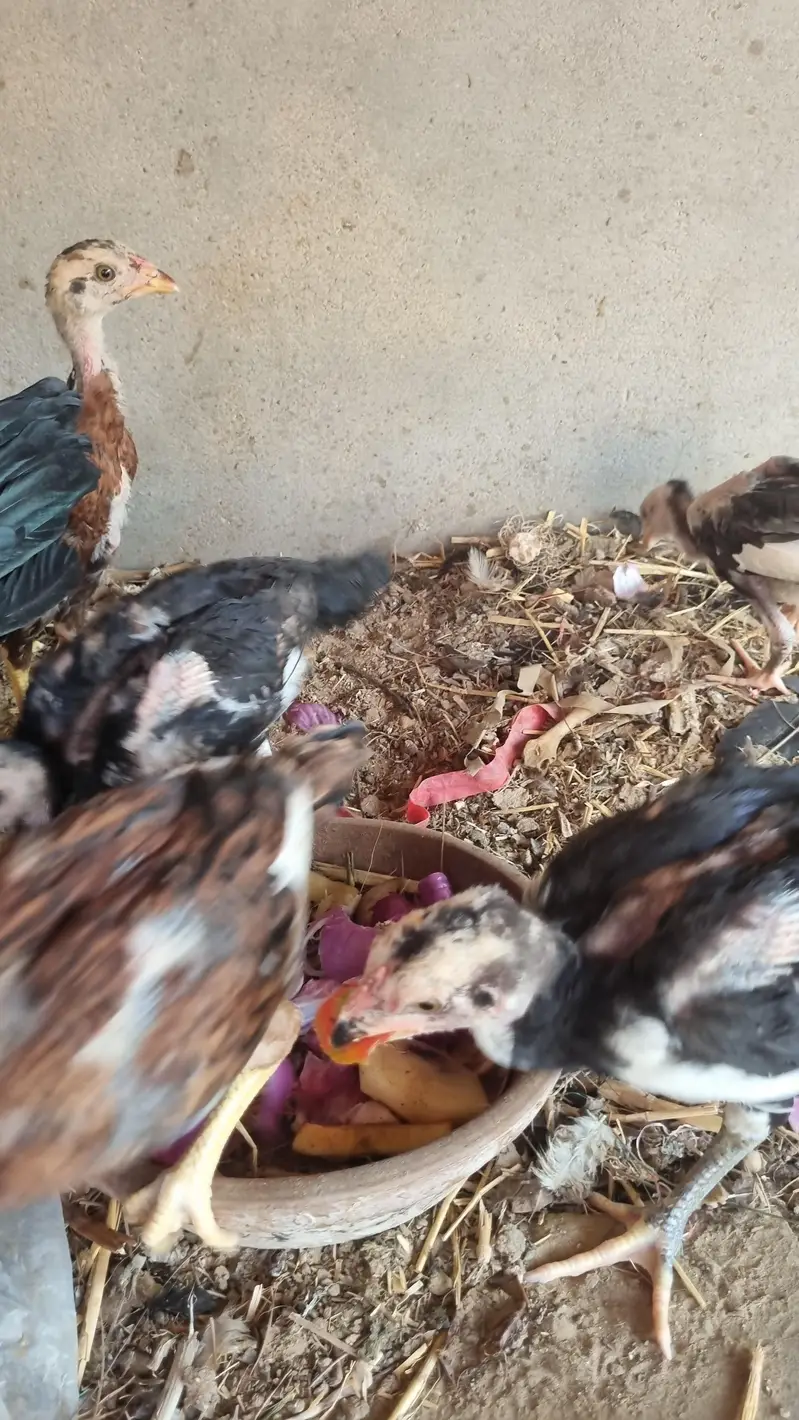 Shamo 5 checks and mother for sale — photo 4