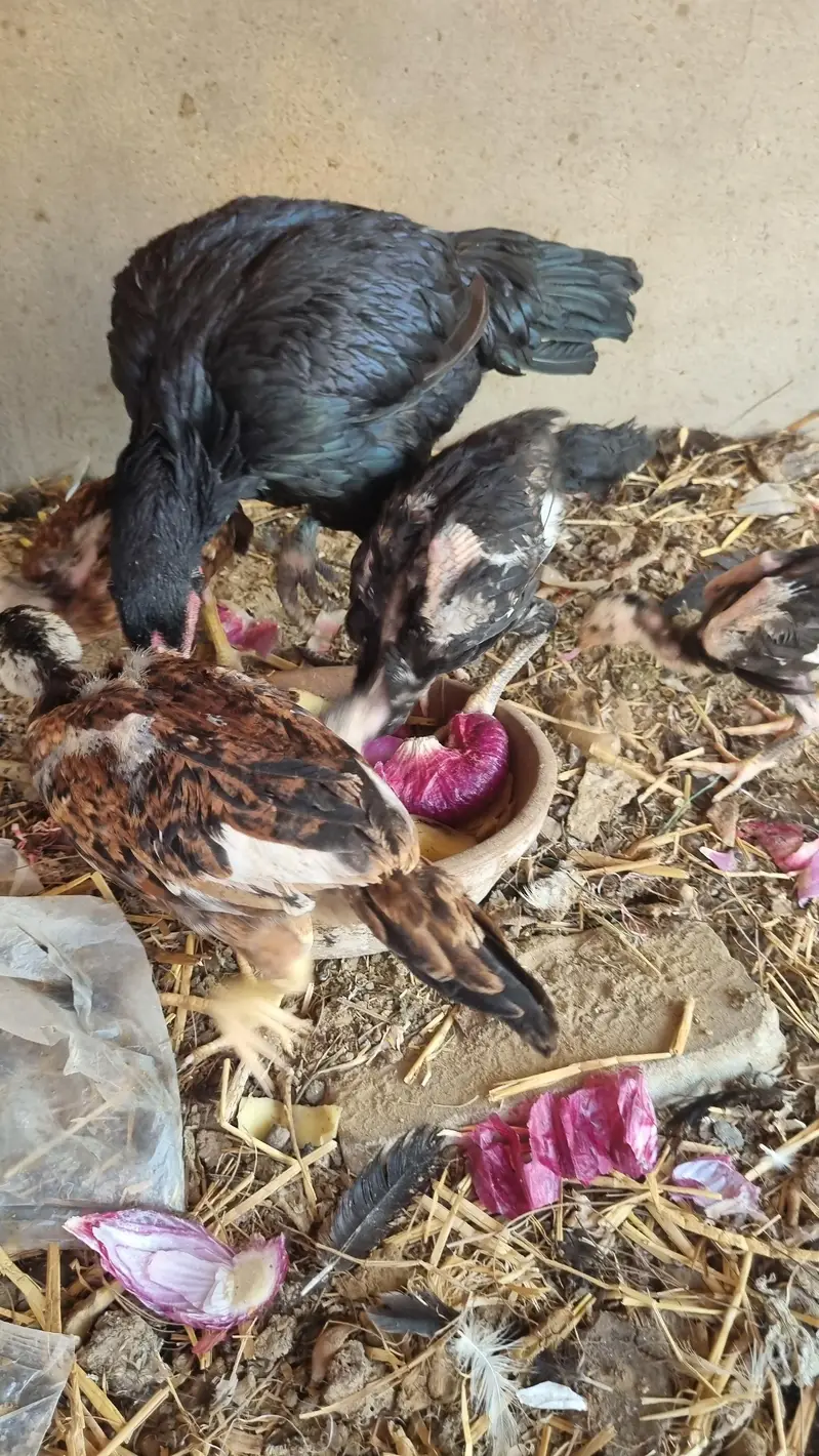Shamo 5 checks and mother for sale — photo 5