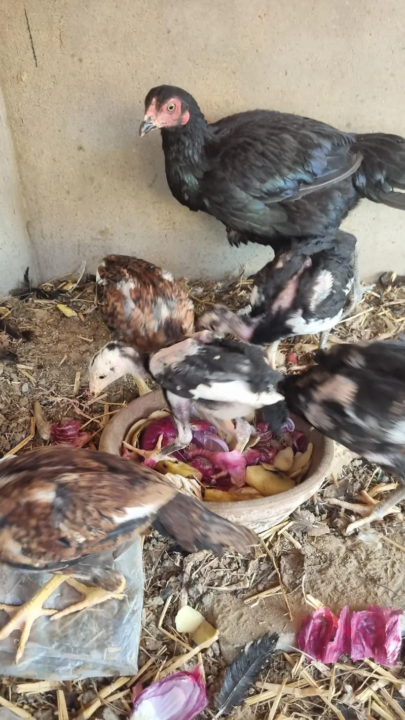 Shamo 5 checks and mother for sale — photo 7