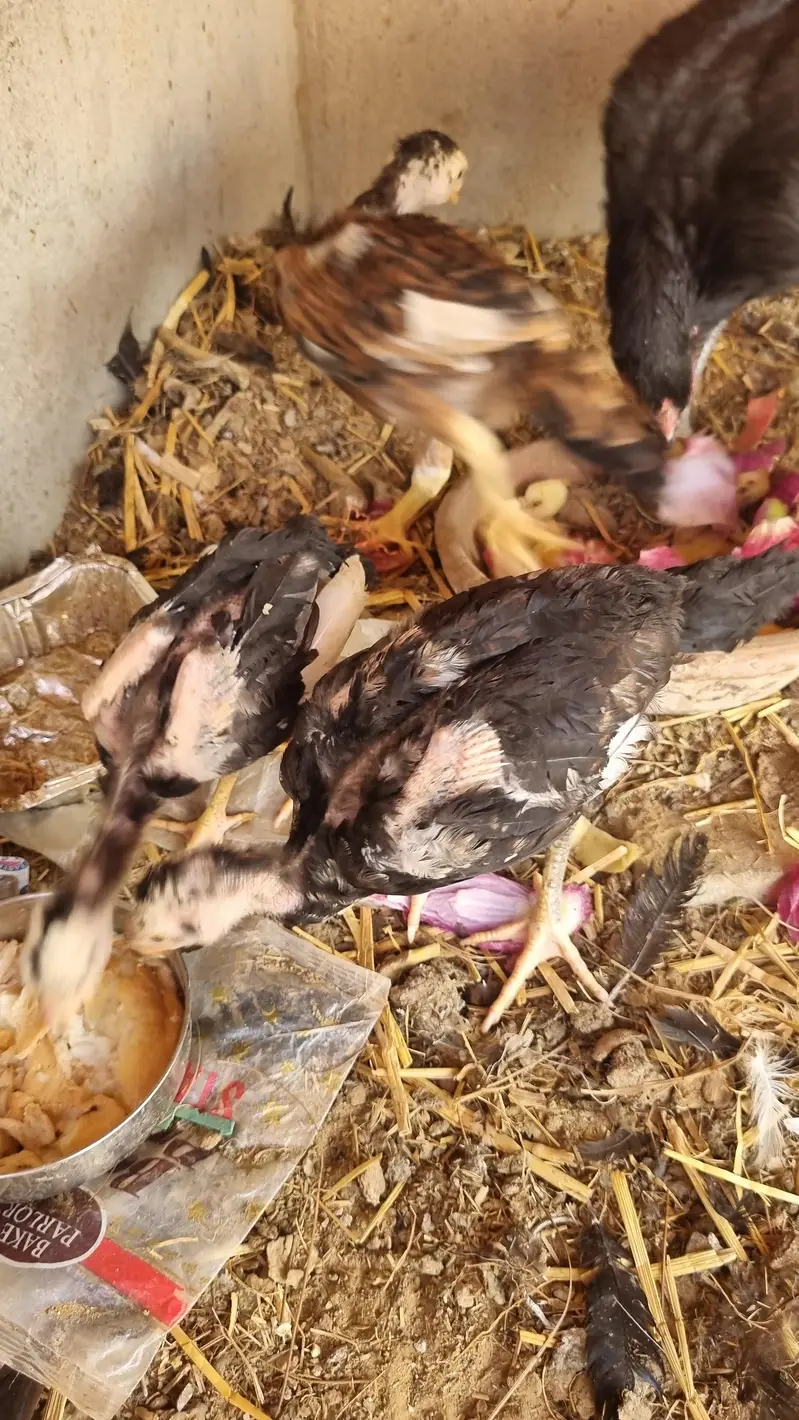 Shamo 5 checks and mother for sale — photo 8