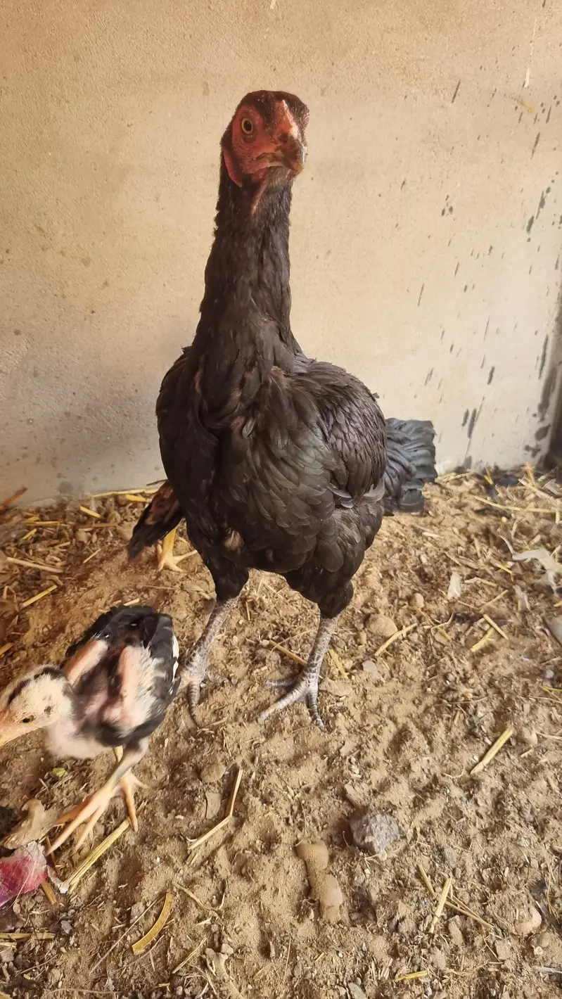 Shamo 5 checks and mother for sale — photo 9