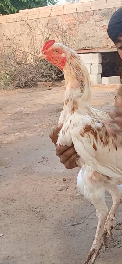 both Acha hai kulty murga