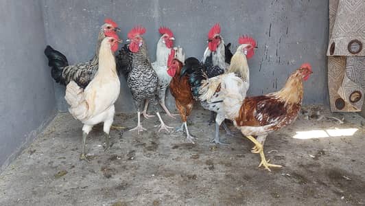 Desi Hens