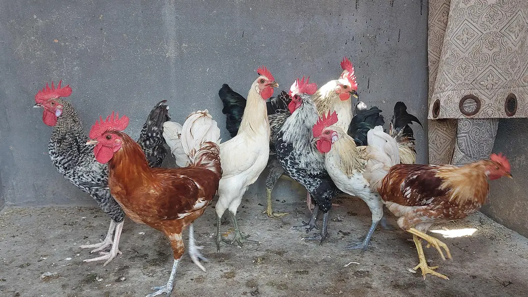 Desi Hens — photo 2