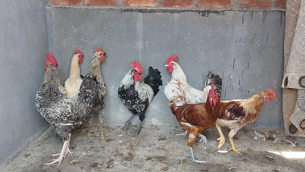 Desi Hens — photo 3