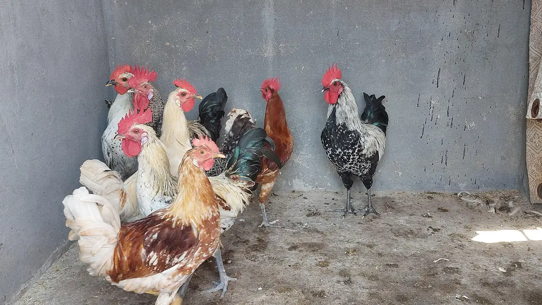 Desi Hens — photo 4
