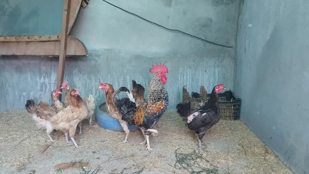 Desi Hens — photo 5