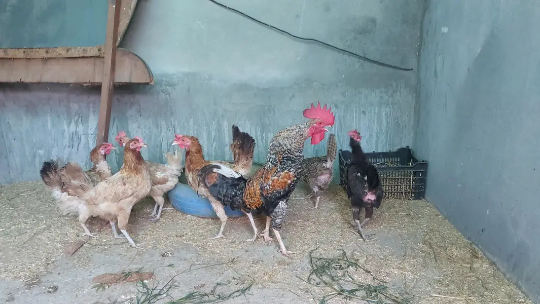 Desi Hens — photo 6