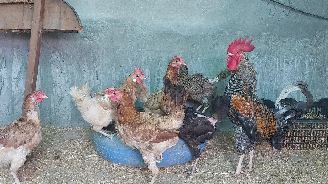 Desi Hens — photo 7