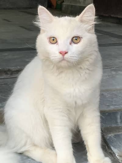Persian male cat for sale