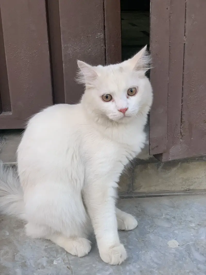 Persian male cat for sale — photo 2