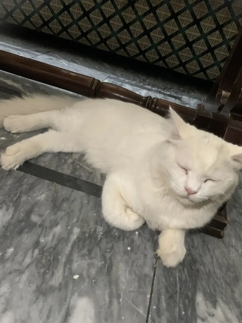 Persian male cat for sale — photo 3