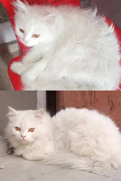 Active Persian Cats Pair / Persian Doll Face Cats / Breading Cats