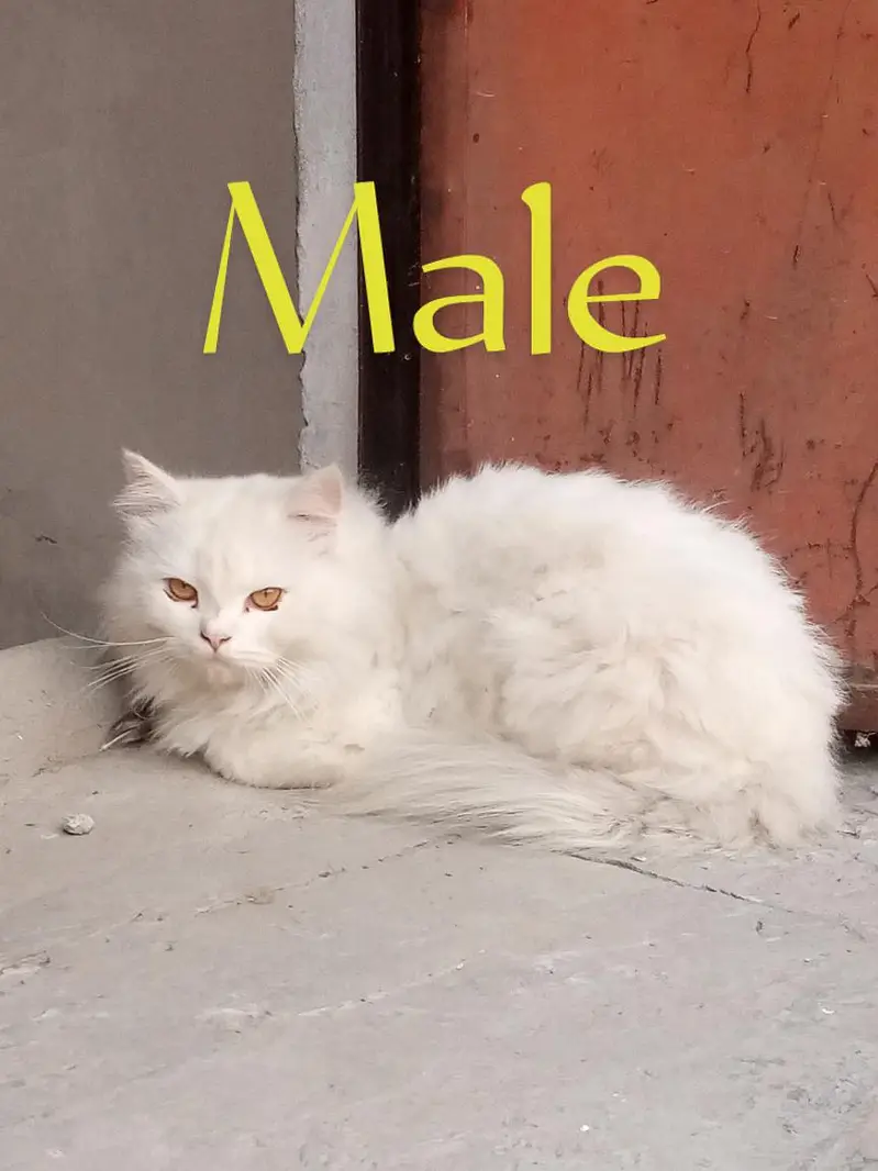 Active Persian Cats Pair / Persian Doll Face Cats / Breading Cats — photo 2