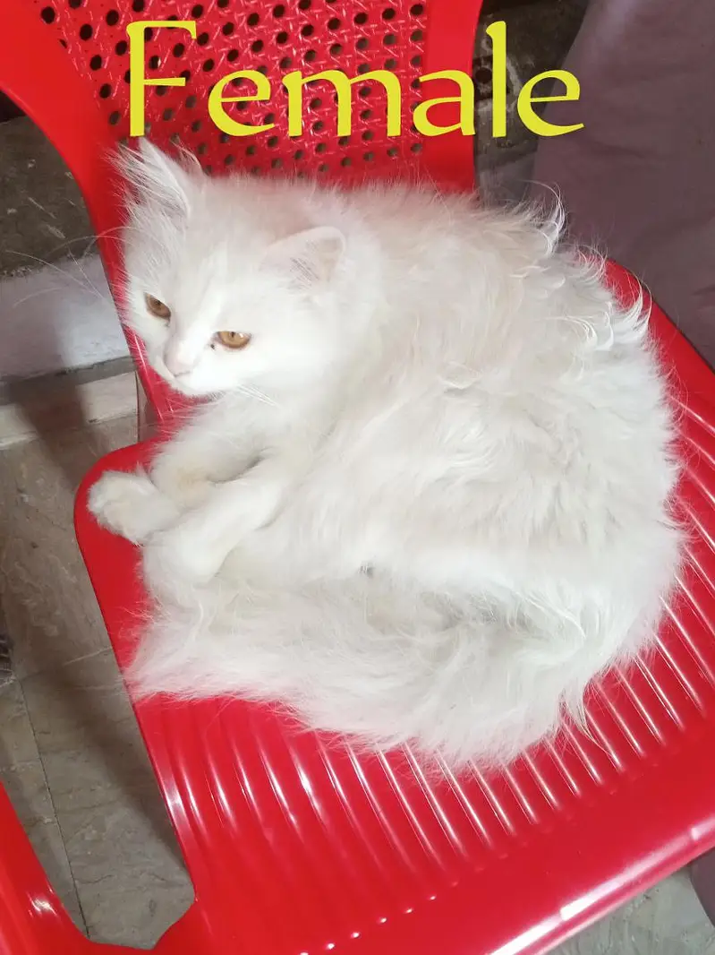 Active Persian Cats Pair / Persian Doll Face Cats / Breading Cats — photo 3