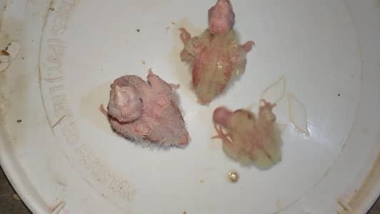 Cocktail chicks
