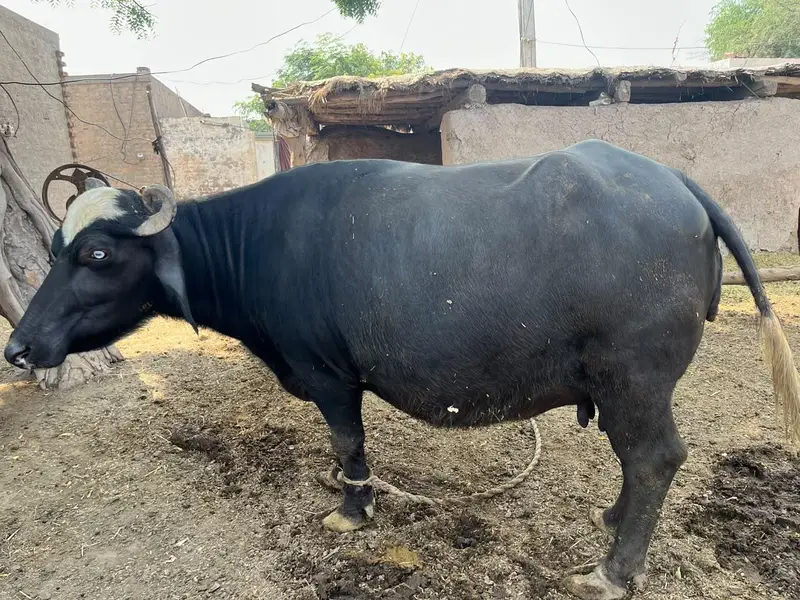 بھینس سیل کرنی ہے سونے میں 10دن لیتی ہے — photo 5