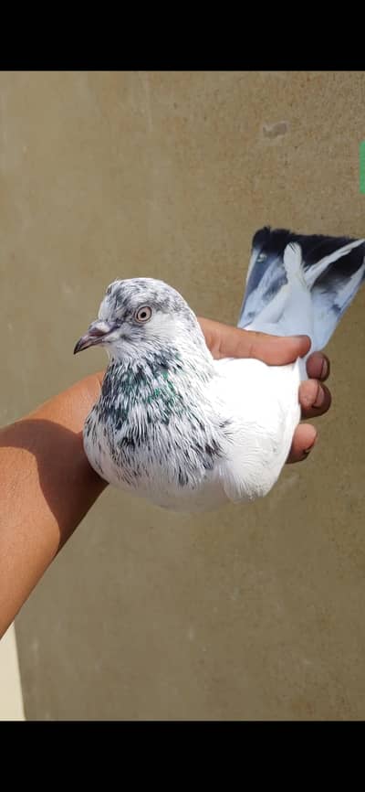 kabli Male for sale .