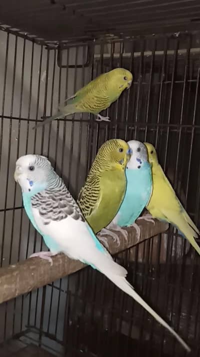 Selling Birds