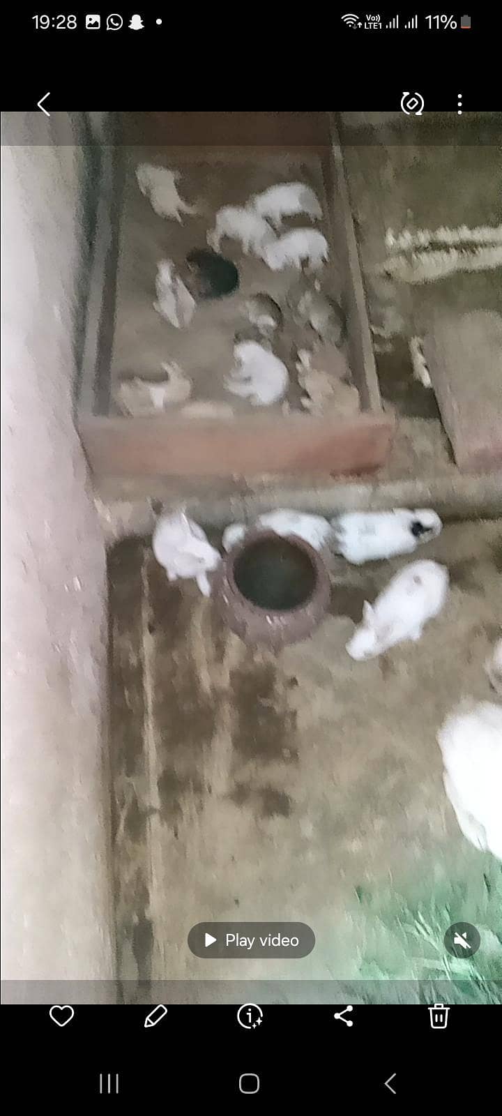 rabbirs 5