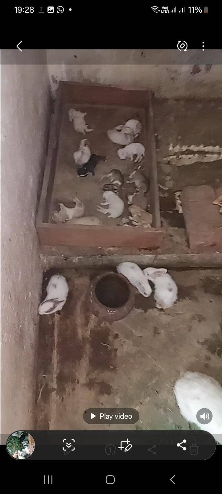rabbirs 8