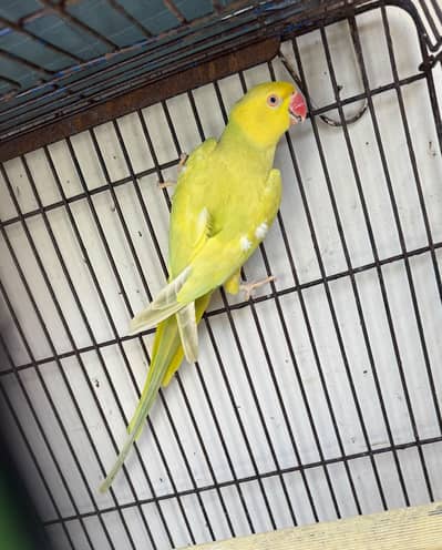 Ringneck Yellow Buttercup Dilute Breeding Female Rare Colour