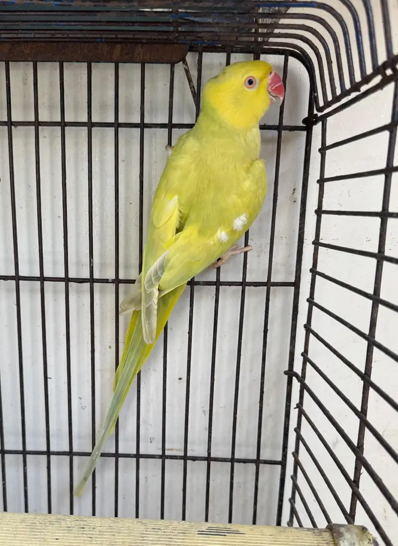 Ringneck Yellow Buttercup Dilute Breeding Female Rare Colour — photo 2