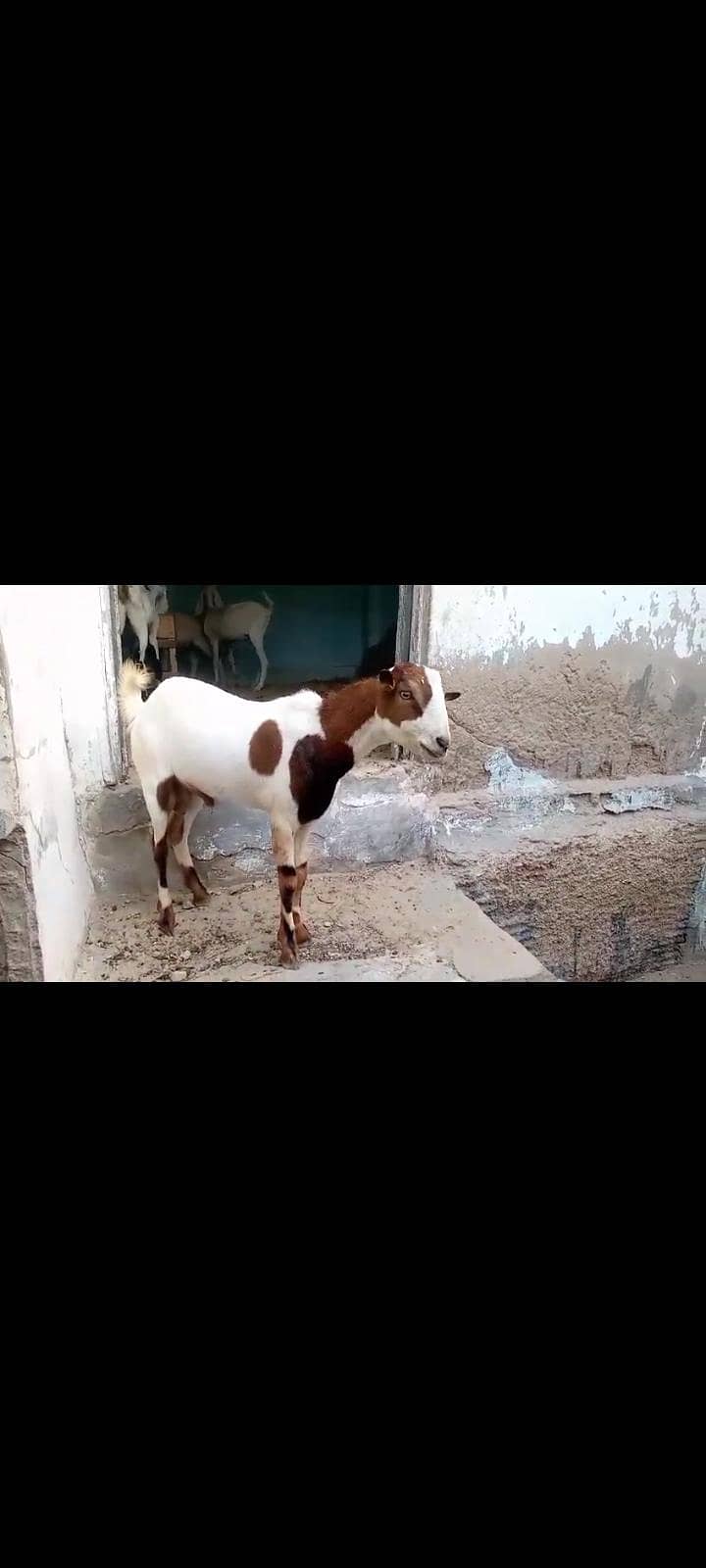 bakra 8 month 0