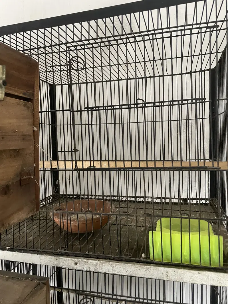 Birds cages — photo 2