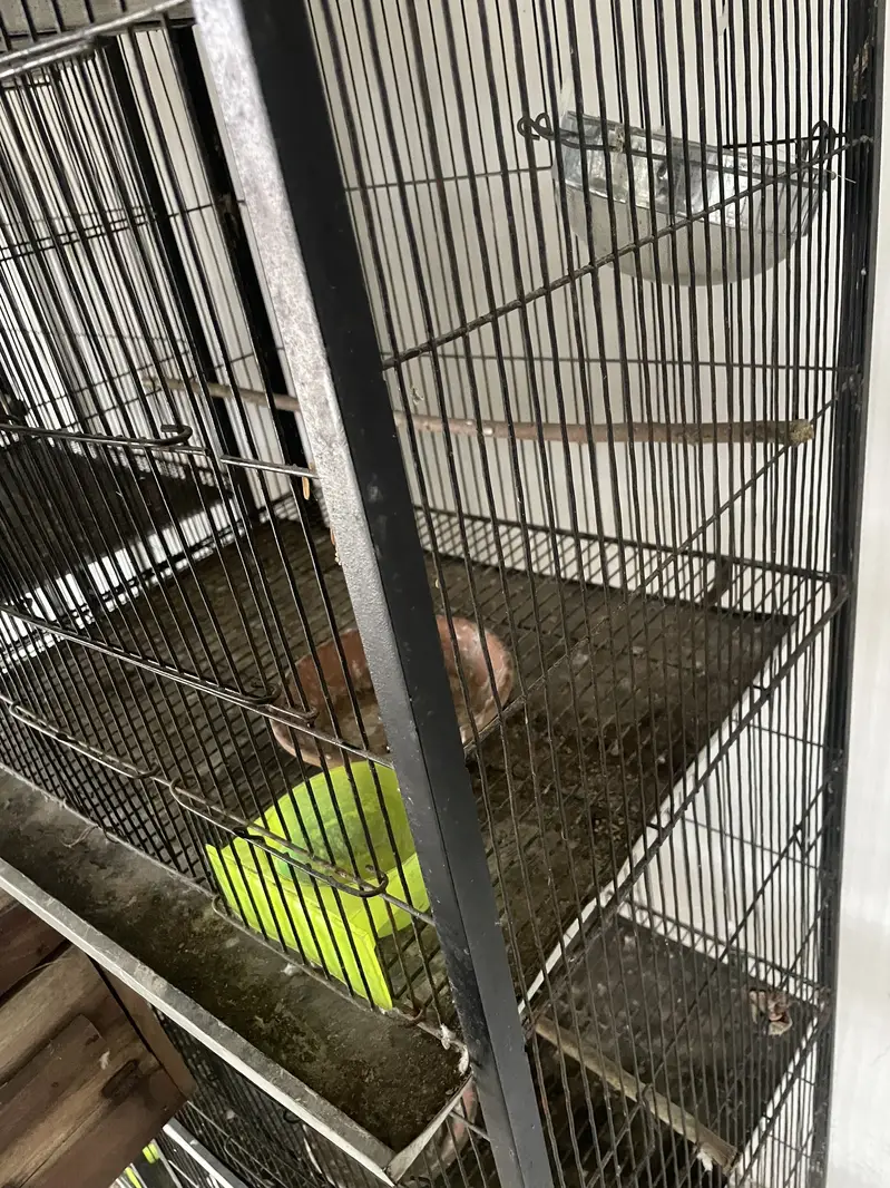 Birds cages — photo 4