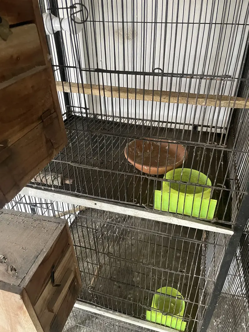 Birds cages — photo 5