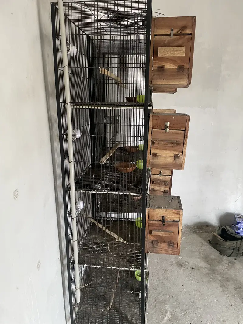 Birds cages — photo 6