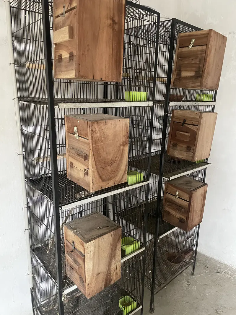 Birds cages — photo 7