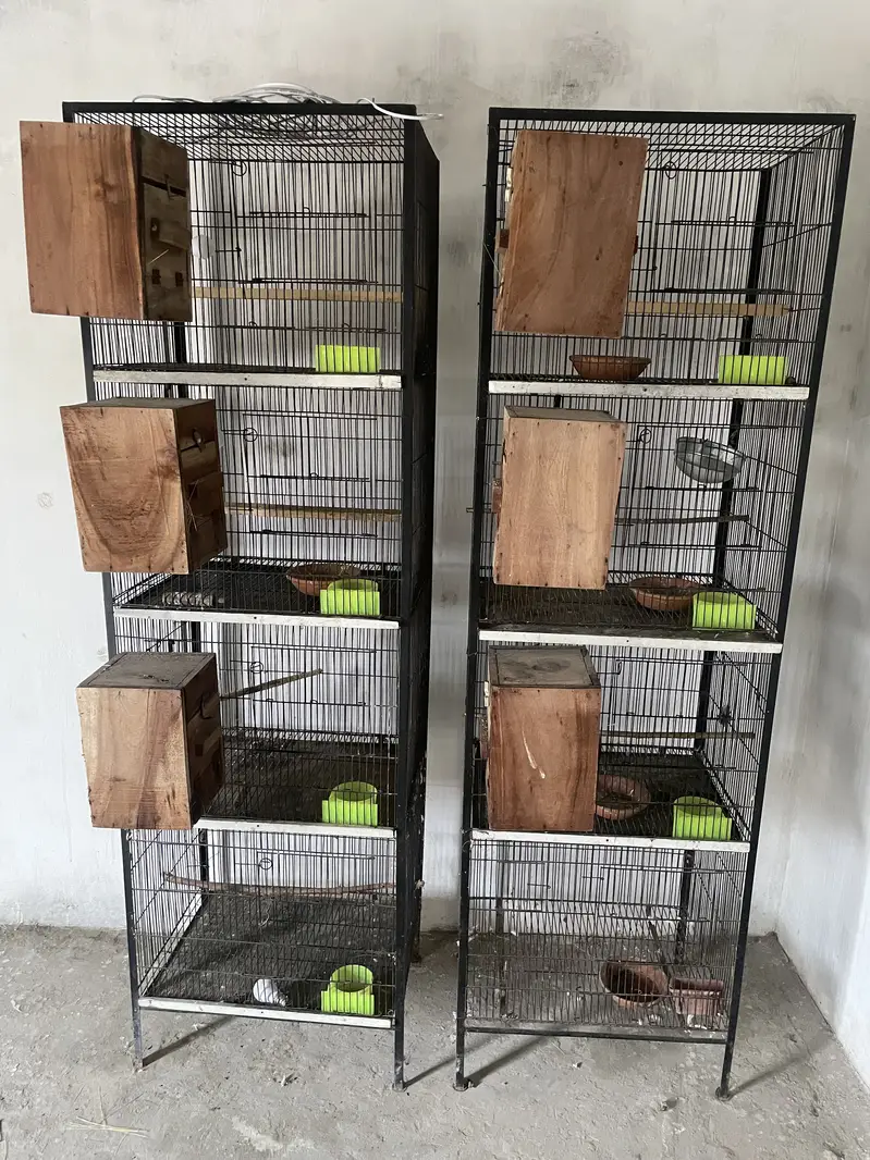 Birds cages — photo 8