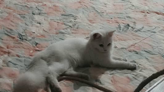 Lovely and Friendly Cat for sale urgent