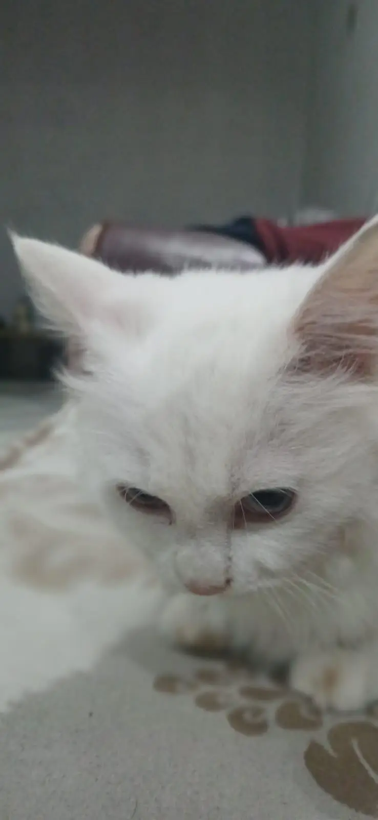 Lovely and Friendly Cat for sale urgent — photo 2