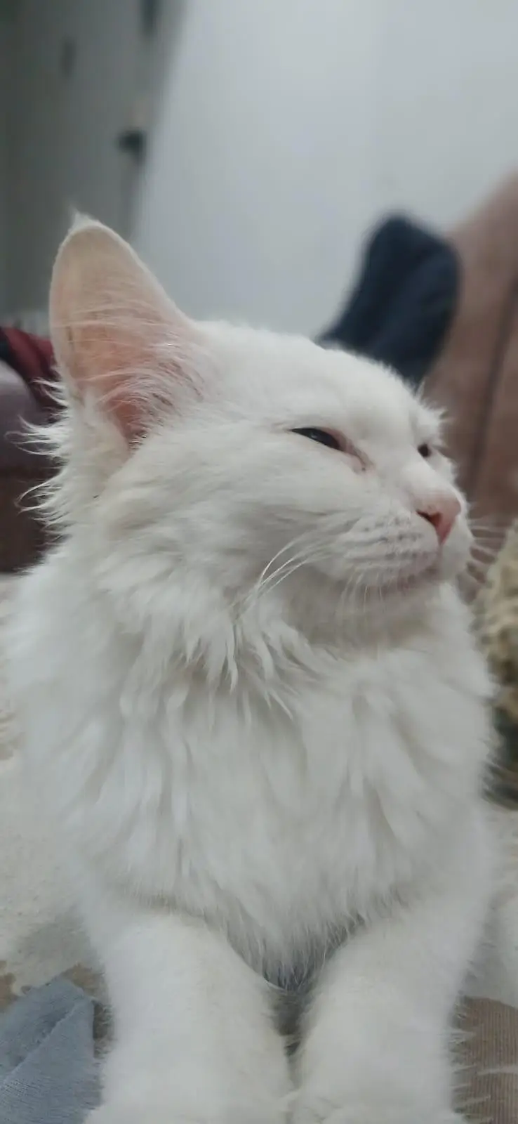 Lovely and Friendly Cat for sale urgent — photo 3