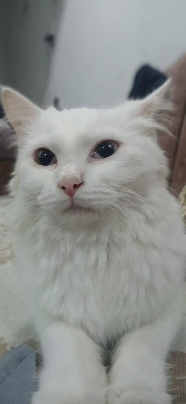 Lovely and Friendly Cat for sale urgent — photo 4