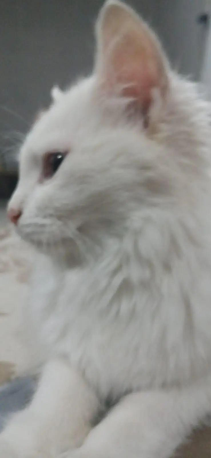 Lovely and Friendly Cat for sale urgent — photo 6