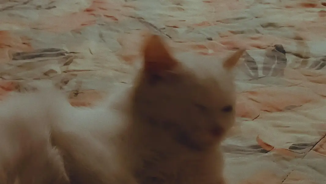 Lovely and Friendly Cat for sale urgent — photo 8