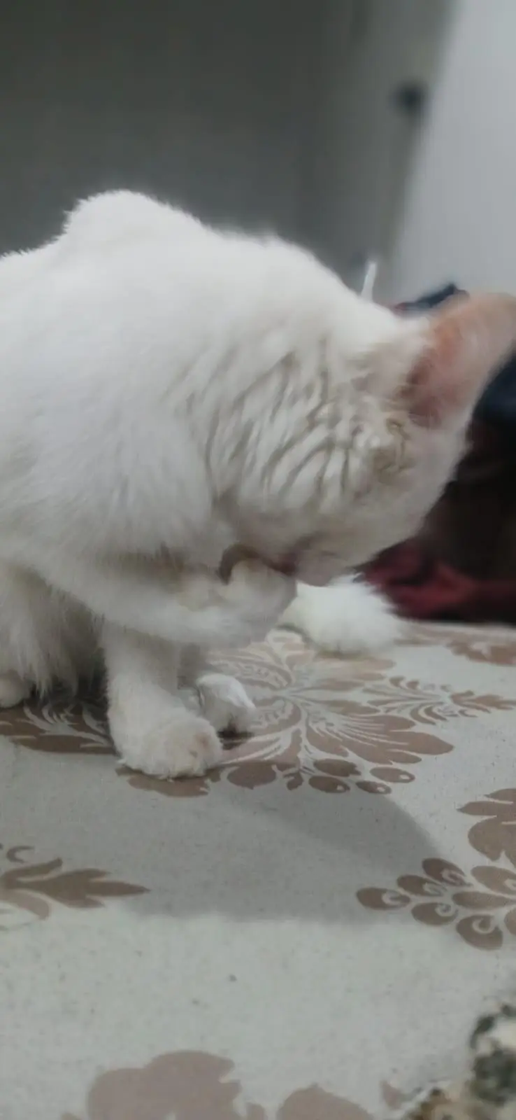 Lovely and Friendly Cat for sale urgent — photo 9