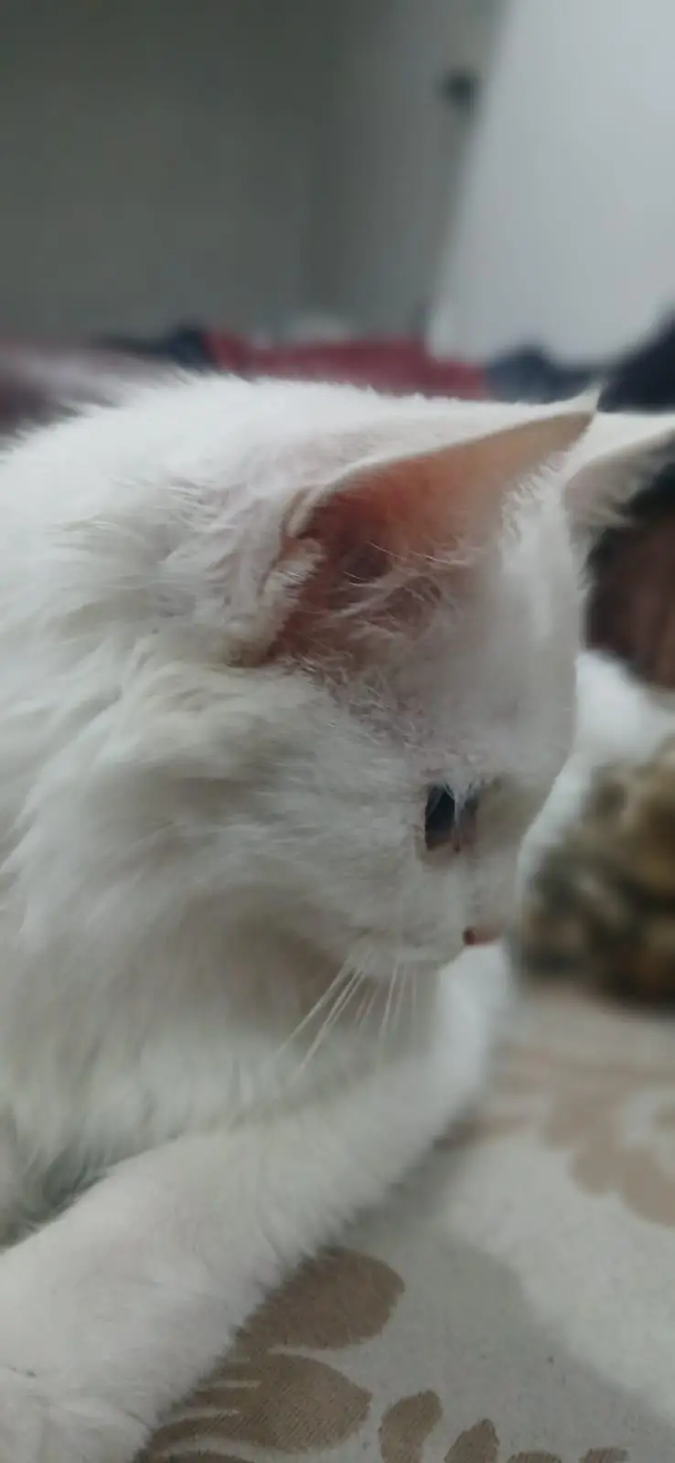 Lovely and Friendly Cat for sale urgent — photo 10