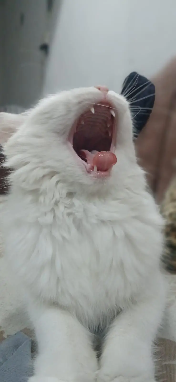 Lovely and Friendly Cat for sale urgent — photo 11