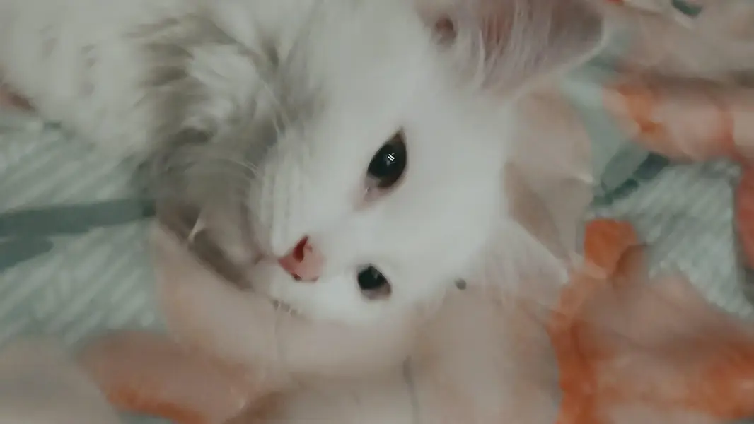 Lovely and Friendly Cat for sale urgent — photo 12