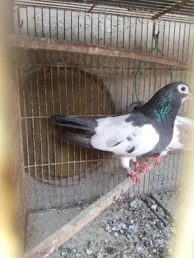 khaal breeder pair