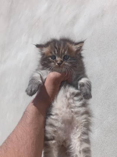 one tiger print kitten and one white male for sale